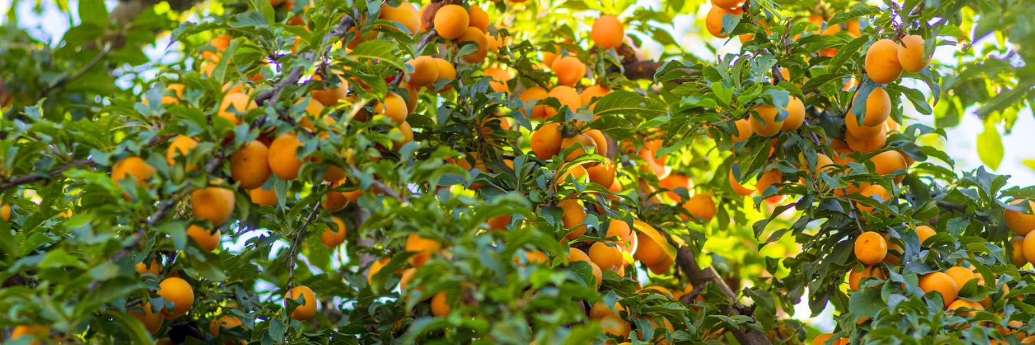Donati alla Caritas i raccolti dei frutteti